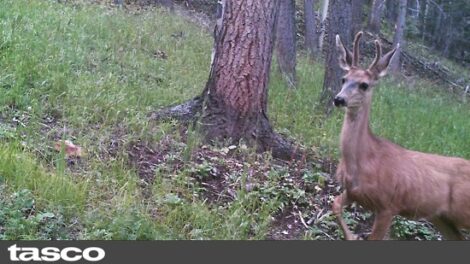 Life In The Colorado Mountains Image